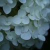 紫陽花