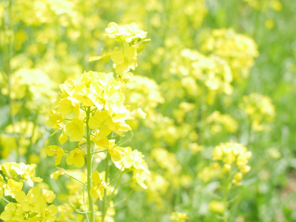 菜の花