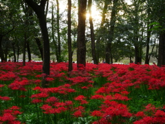 曼珠沙華