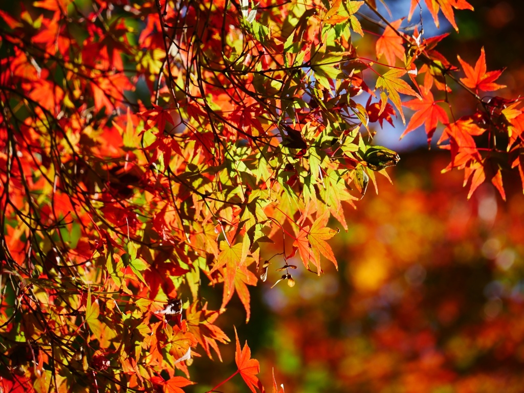 紅葉のグラデーション