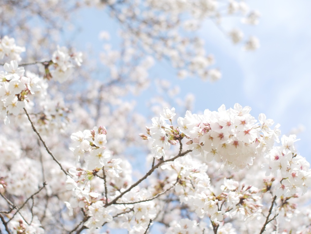 桜