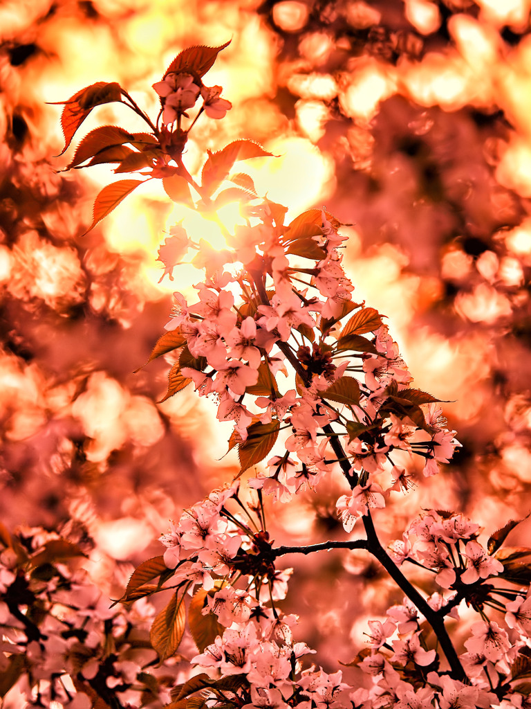 夕桜