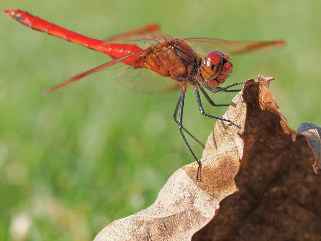 Dragonfly