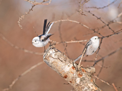 鳥の遊ぶ森～島柄長～