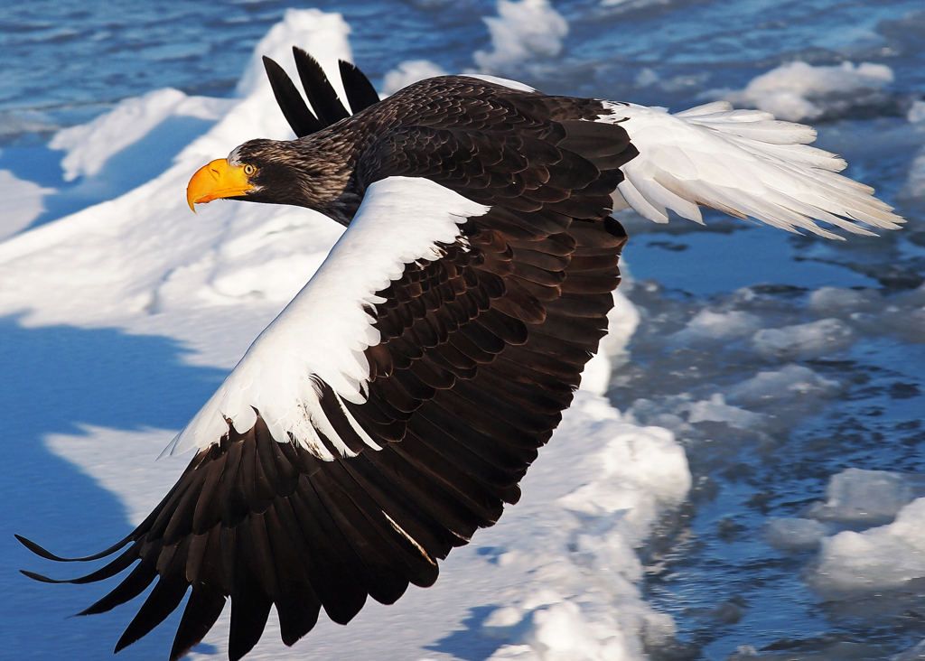 Steller's sea eagl～翼ひろげて～