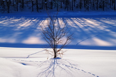 冬の影