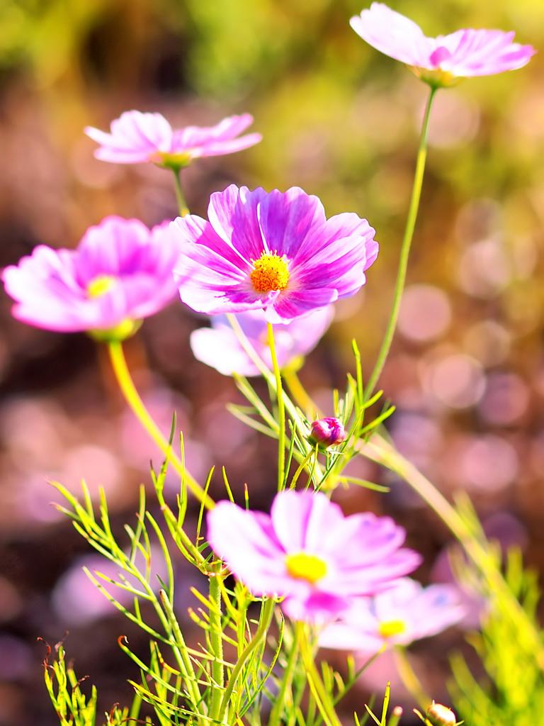 秋桜～小春日和～