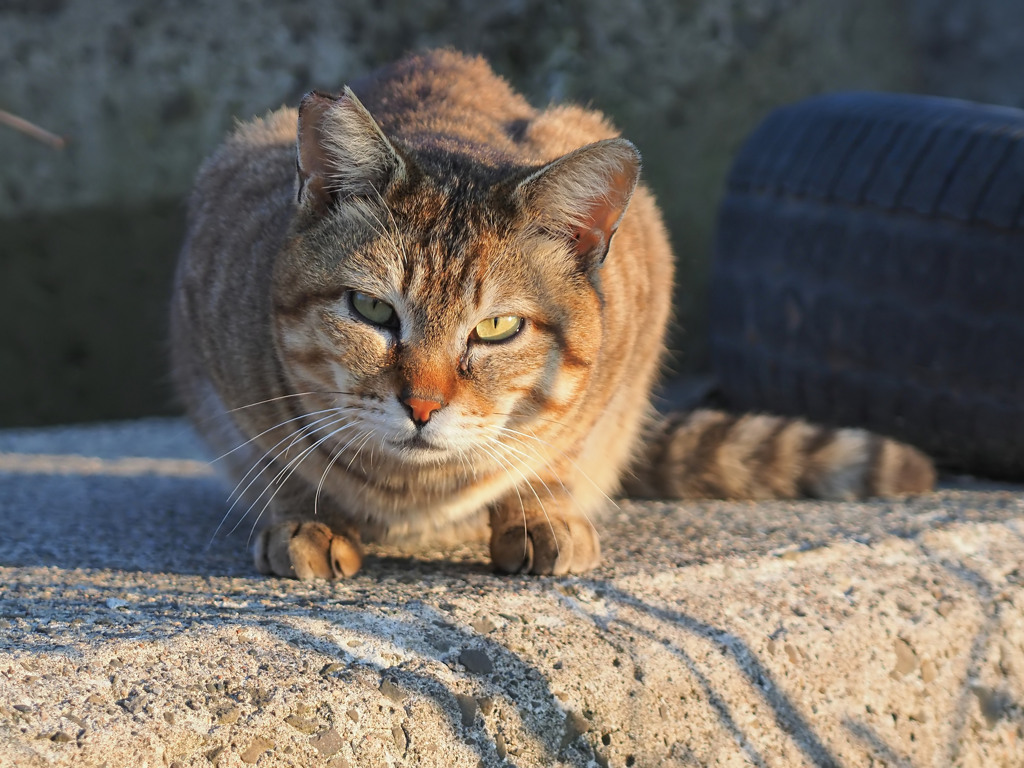 海猫一家総長