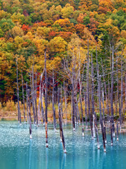 秋の青池