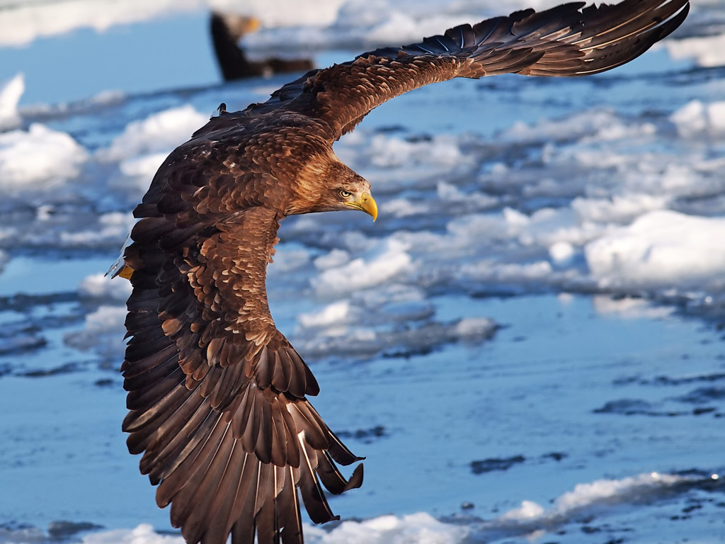 White-tailed eagle~強面~