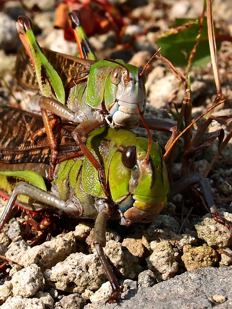 真・仮面ライダー１号＆２号