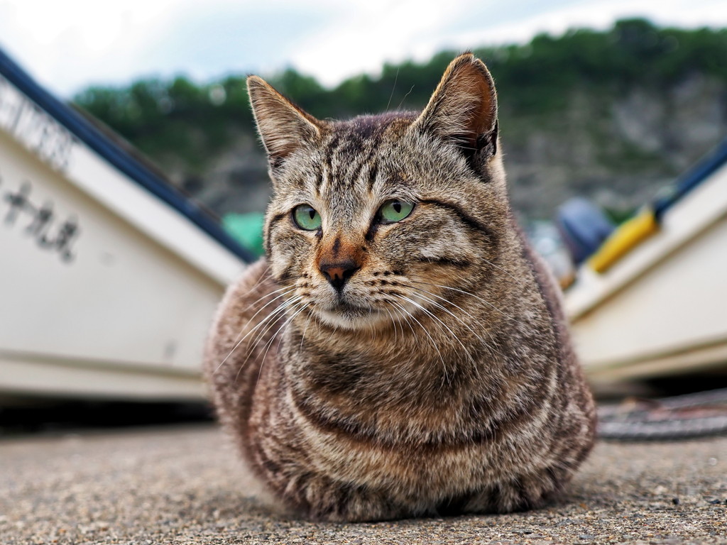 浜猫