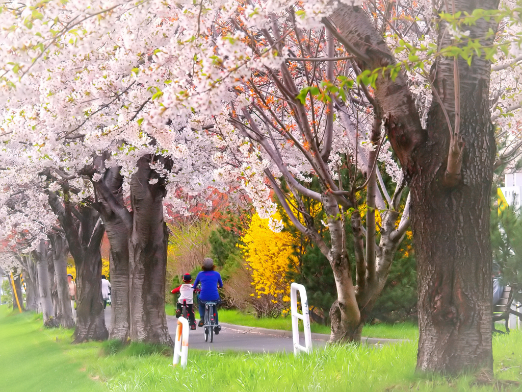 桜の花、咲き誇る道を
