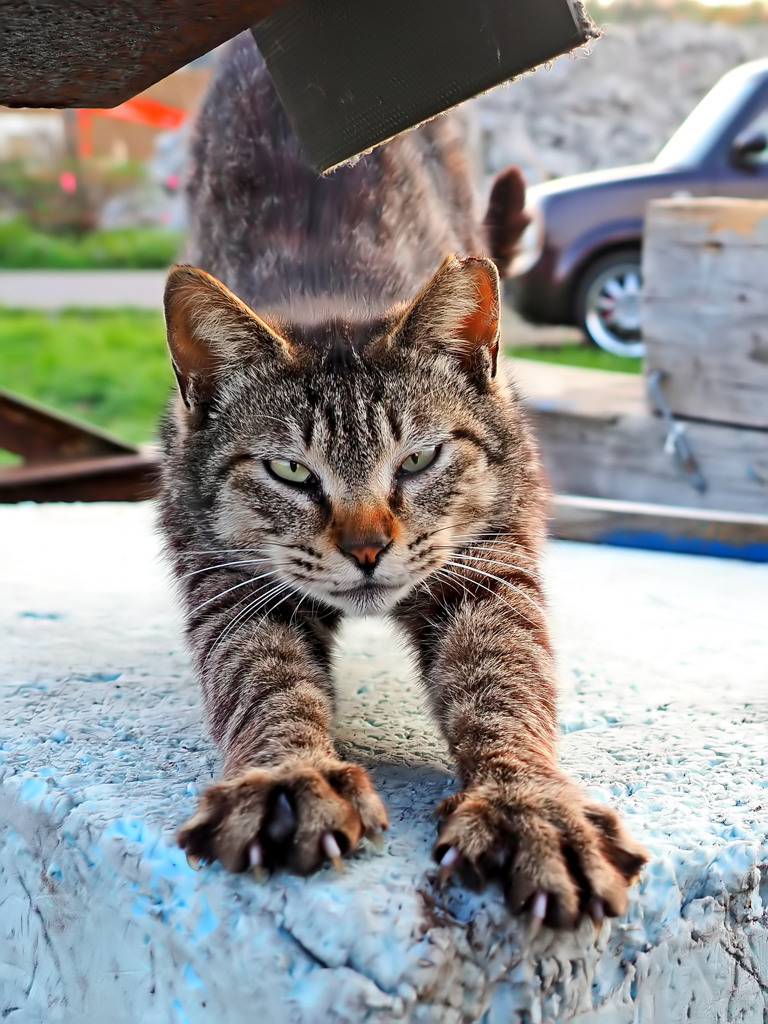 海猫一家突撃隊長