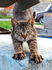 海猫一家突撃隊長