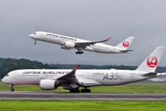 JAL～たぬき増殖中～