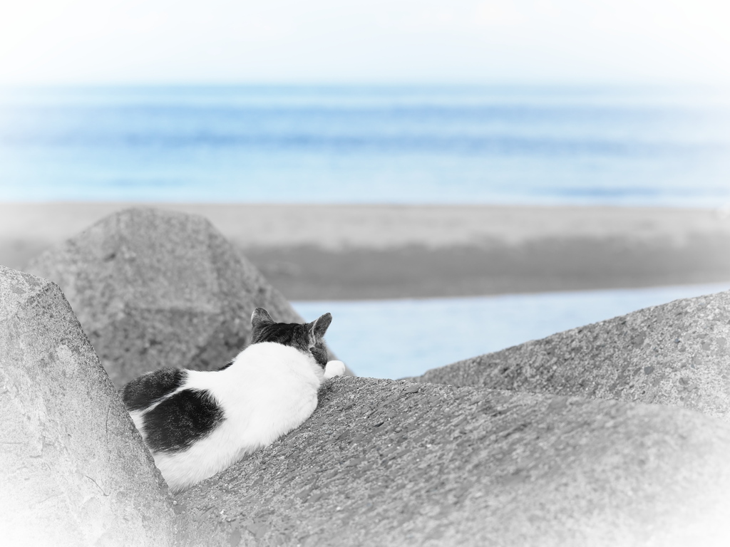 海をみていた猫