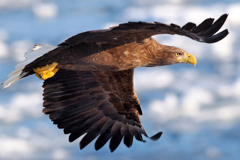 White-tailed eagle～横顔～