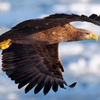 White-tailed eagle～横顔～