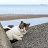 ねむり猫