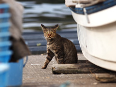 港猫～イカ耳警戒中～