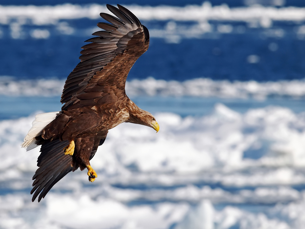 White-tailed eagle~approach~