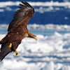 White-tailed eagle~approach~