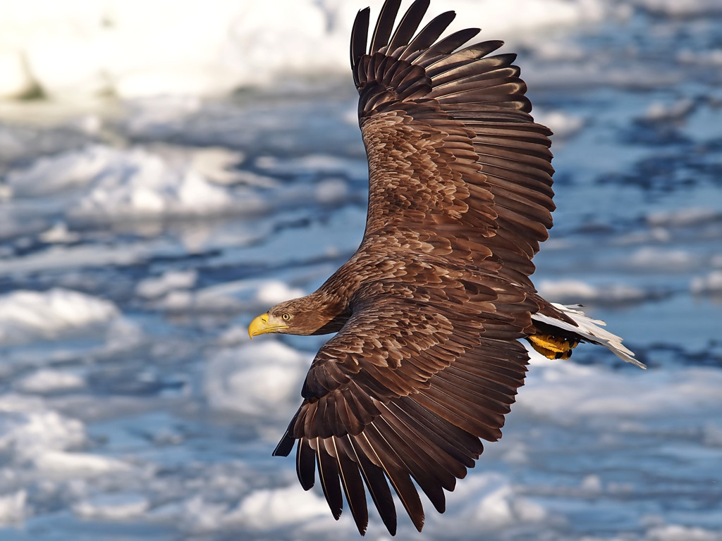 White-tailed eagle