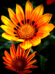 Gazania