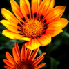 Gazania