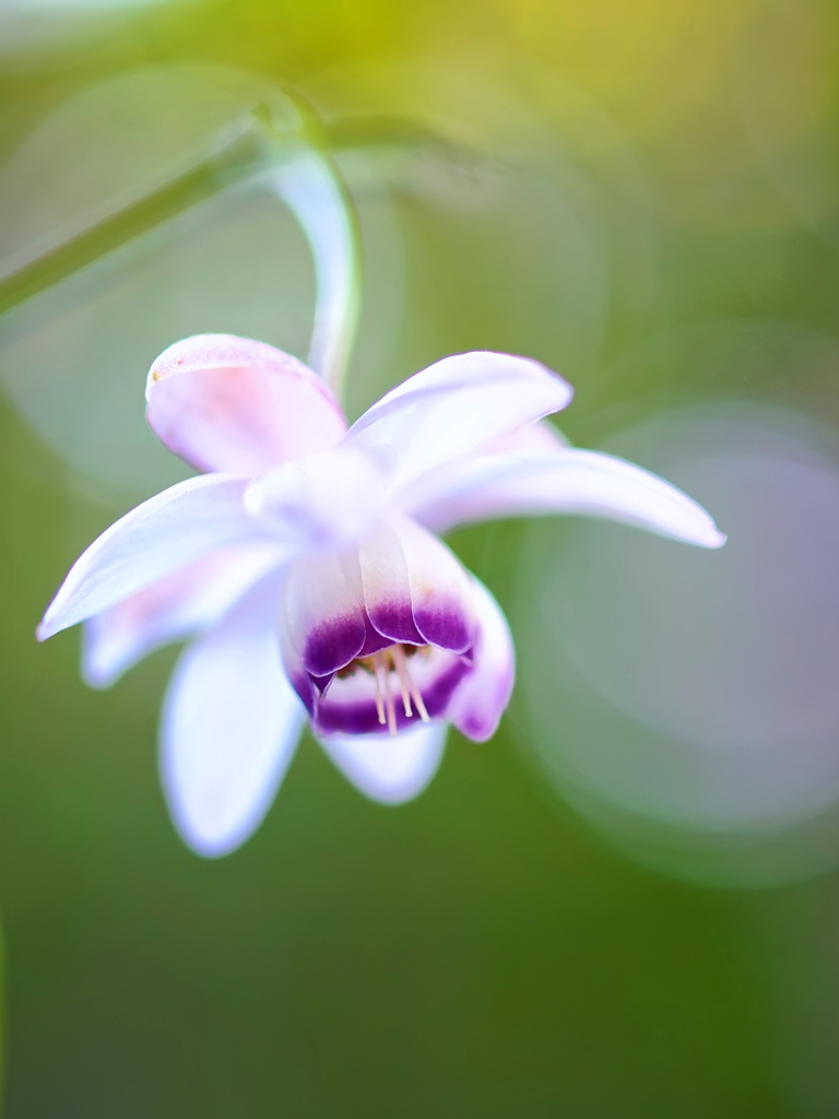 蓮華升麻~summer fairy~