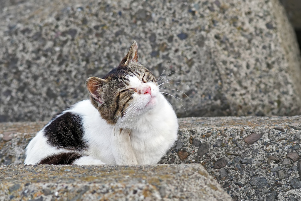 考える猫