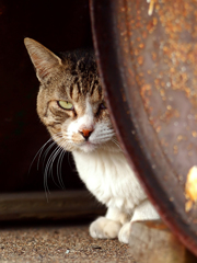 野良猫はみた！