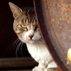 野良猫はみた！