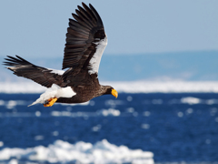 Steller's sea eagle