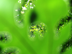 新緑