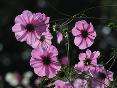 秋桜