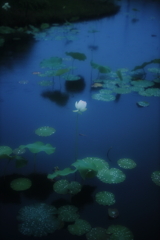 鵠沼の蓮池にて その2