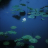 鵠沼の蓮池にて その2