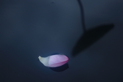 鵠沼の蓮池にて　その4