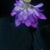 鵠沼の蓮池にて　その1