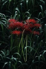 彼岸花　その6