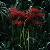 彼岸花　その6