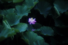 鵠沼の蓮池にて　その3