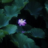 鵠沼の蓮池にて　その3