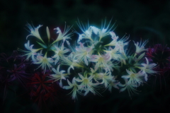 彼岸花　その2
