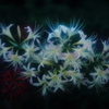 彼岸花　その2