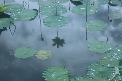 鵠沼の蓮池　その5