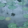 鵠沼の蓮池　その5