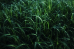 草